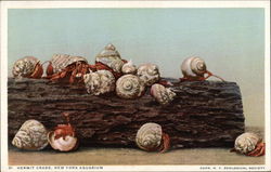 Hermit Crabs, New York Aquarium Postcard