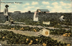 Picking Cantaloupes Washington Postcard Postcard