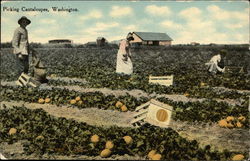 Picking Cantaloupes Postcard