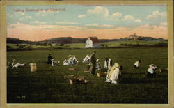 Picking Cranberries on Cape Cod Massachusetts Postcard Postcard