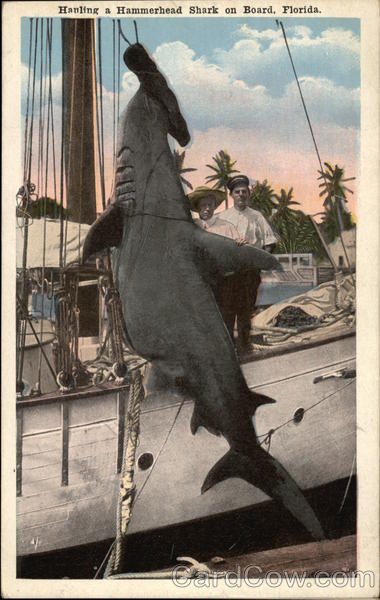 Hauling a Hammerhead Shark on Board, Florida Fish