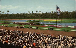 Horseracing, Hollywood Park Postcard
