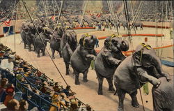 The Ringling Brothers & Barnum & Baily Elephants Perform the "Long Mount" Sarasota, FL Postcard Postcard