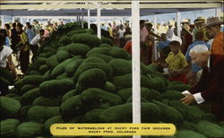 Piles of watermelons at Rocky Ford Fair Grounds Colorado Postcard Postcard