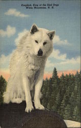 Kingikok, King of the Sled Dogs White Mountains, NH Postcard Postcard