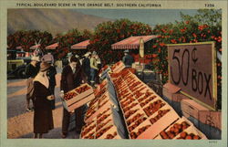 Typical Boulevard Scene in the Orange Belt, Southern California Postcard