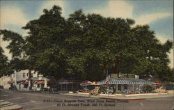 Giant Banyan Tree West Palm Beach, FL Postcard Postcard
