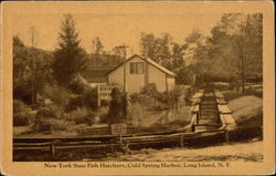 New York State Fish Hatchery Postcard