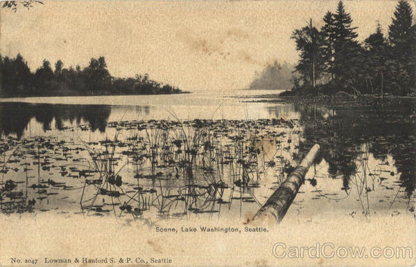 Scene Lake Washington Seattle