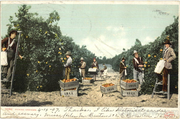 Picking Oranges Farming