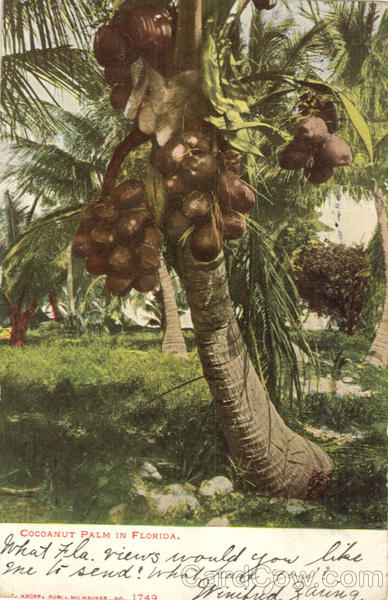 Coconut Palm In Florida Scenic