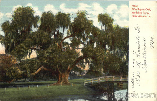 Washington Oak, Audubon Park New Orleans Louisiana
