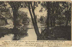 Bear Race Postcard