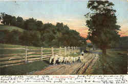 Sheep A New England Road Postcard