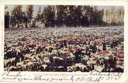 A Cala Lily Field Scenic, CA Postcard Postcard