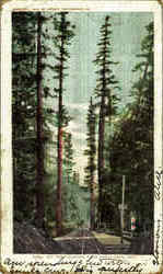Big Tree Station Postcard