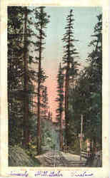 Big Tree Station Santa Cruz, CA Postcard Postcard