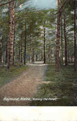 Among The Pines Raymond, ME Postcard Postcard