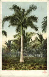 Royal Palms Coconut Grove Postcard