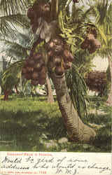 Coconut Palm In Florida Scenic, FL Postcard Postcard