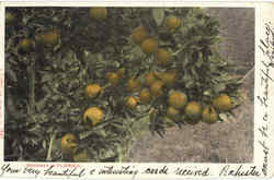 Oranges In Florida Fruit Postcard Postcard