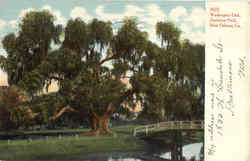 Washington Oak, Audubon Park Postcard