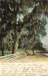 Spanish Moss Postcard