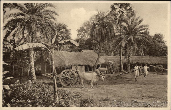Indian Farm and Bullock Cart Calcutta
