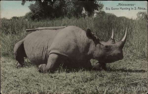 Rhinoceros - Big Game Hunting in South Africa