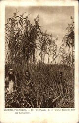 RODEZJA POLNOCNA. - Br. W. Paczka T. J. wsrod bujnych traw nad Czigombe. Postcard