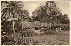 Indian Farm and Bullock Cart Postcard