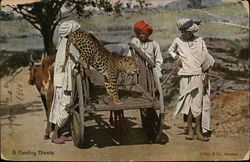 Hunting cheeta Postcard