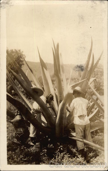 Farmers Working with Large Plant, Agave?  1937 Mexico