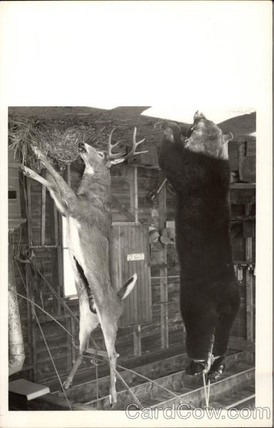 Buck and Bear Carcass hanging Multiple Animals