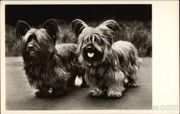 Pair of Long Haired Skye Terrier Dogs