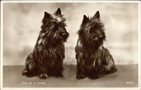Two of a Kind - Black Terriers Dogs