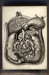 Anatomy Diagram Postcard