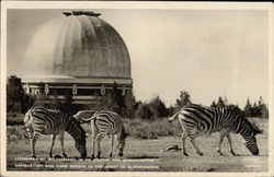 Observatory and Game Reserve Postcard