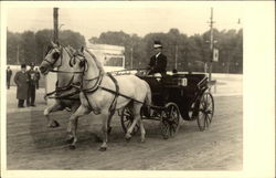 Pair of White Horses pulling Carriage Postcard