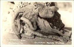 Octopus - Marine Studios Marineland, FL Postcard Postcard