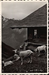 Goats on a Hillside in the Swiss Alps Goats on a Hillside in the Swiss Alps