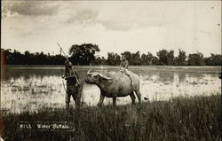 Man Leading Water Buffalo through Marsh with Child on its Back Postcard