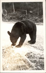 Black Bear Cub Morris, PA Postcard Postcard