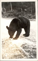 Black Bear Cub Postcard