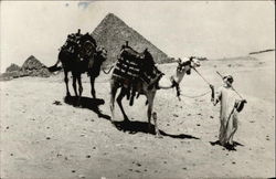 Native Man Leading Two Camels in front of Pyramids Postcard