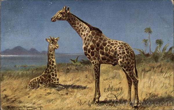 Pair of Giraffes