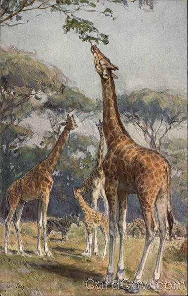 Giraffes and Zebras Grazing Multiple Animals