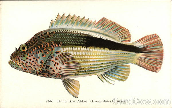 Fishes of Hawaii: Hilupilikoa Pilikoa, Also Known as Paracirrhites Foresteri
