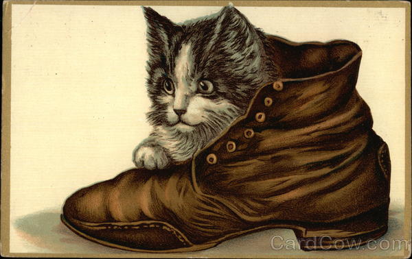 cat exigent boot