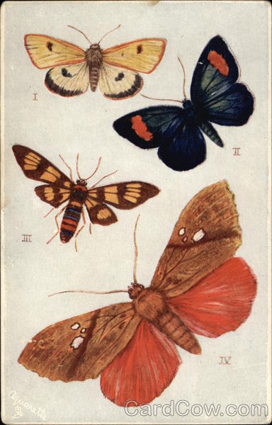 Butterflies and Moths Birds